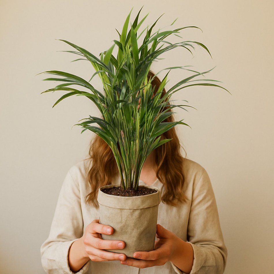 Plant Palm