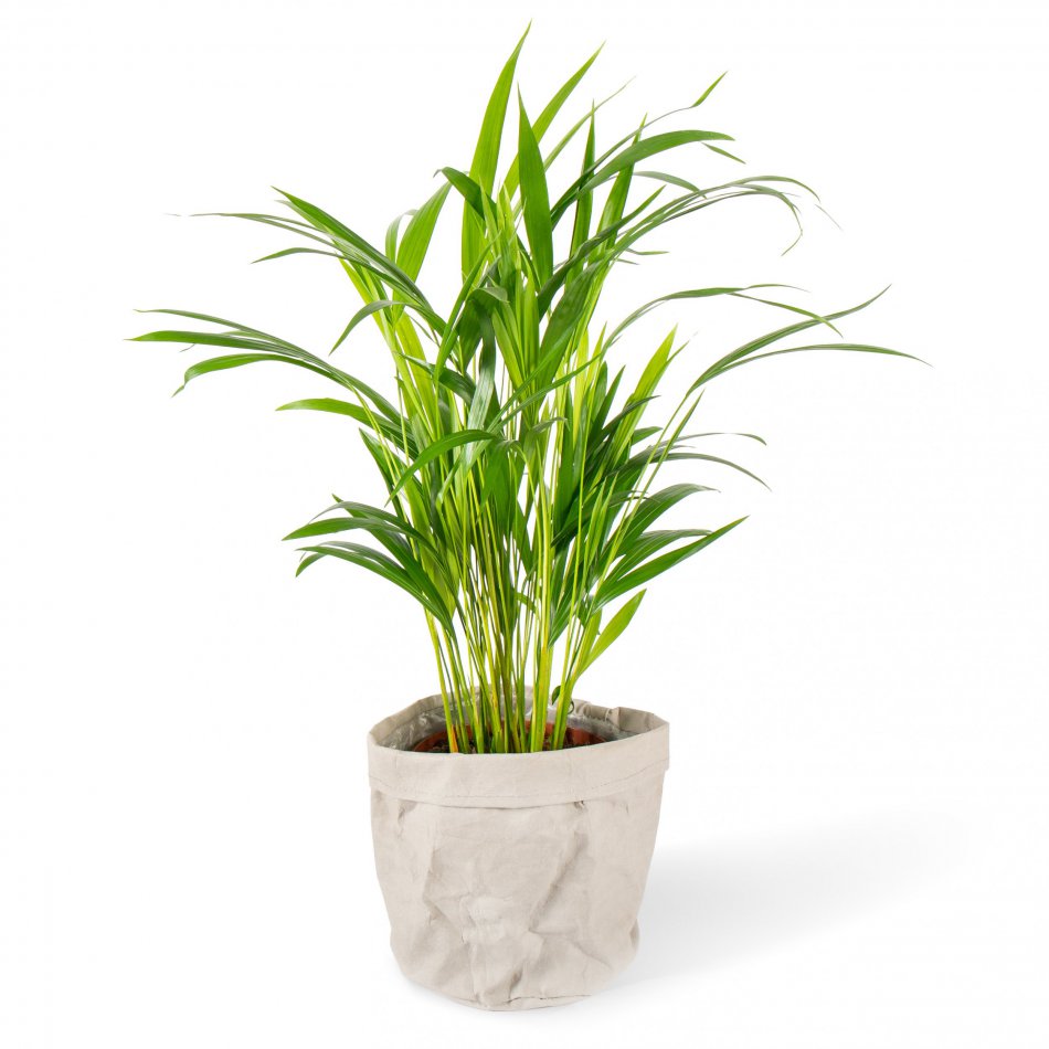 Plant Palm